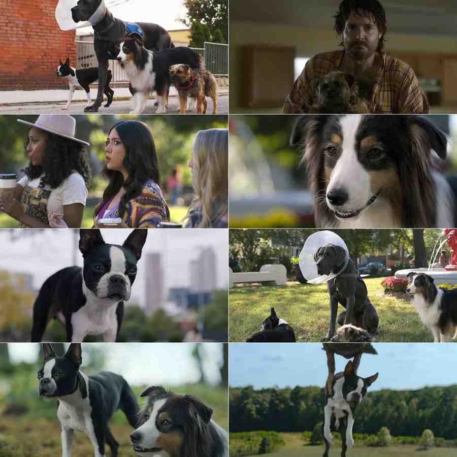 Strays Hindi Hollywood Movie Hdmovies4u